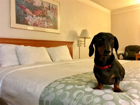 cheap hotels pet friendly|hotels with cheapest pet fees.